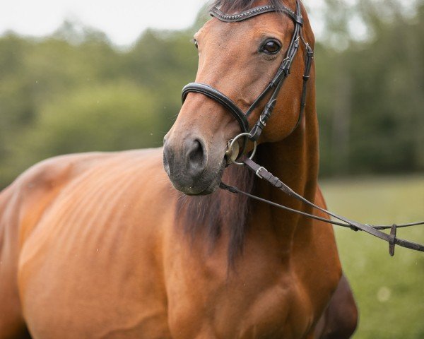 Zuchtstute Day Dream (Österreichisches Warmblut, 2011, von No Dancer xx)