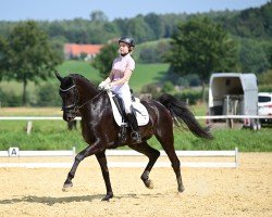 dressage horse Le Noir V (Hanoverian, 2016, from Le Vivaldi)