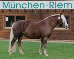 Zuchtstute Feine Lioba (Schwarzwälder Kaltblut, 2013, von Lamri)