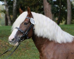 broodmare Feine Lioba (Black Forest Horse, 2013, from Lamri)