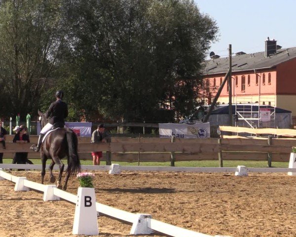 Reitturnier Pinnow 2024