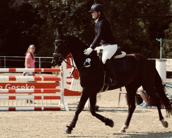 jumper Hazelnut Nougat (German Riding Pony, 2019)