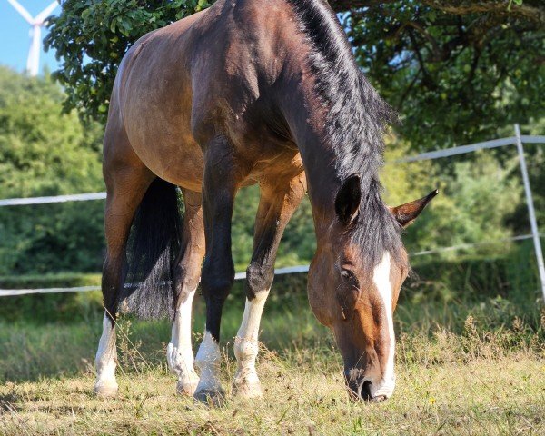 dressage horse Franziskus 13 (Westphalian, 2003, from Faveur)