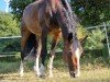 dressage horse Franziskus 13 (Westphalian, 2003, from Faveur)