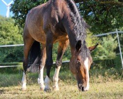 dressage horse Franziskus 13 (Westphalian, 2003, from Faveur)