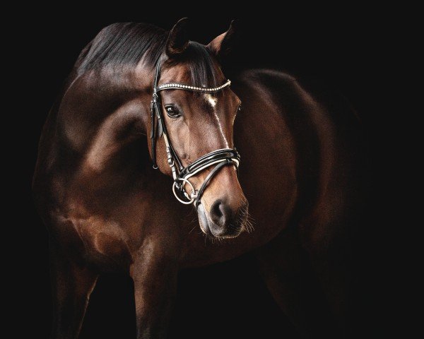 dressage horse Floyd for ever (Hanoverian, 2016, from Fürstenball)