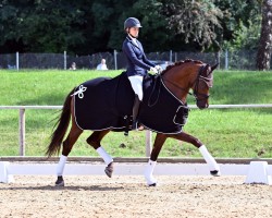 dressage horse Venecia 24 (Westphalian, 2017, from Vainqueur)