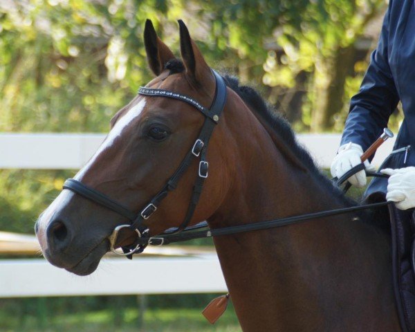 Springpferd Steverheides Ottilie (Deutsches Reitpony, 2018, von Offshore Energy R)