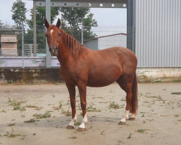 Zuchtstute Haylee (Deutsches Reitpony, 2007, von Hopkins)