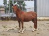 broodmare Haylee (German Riding Pony, 2007, from Hopkins)