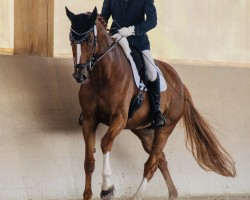 dressage horse Quanta La Mera 5 (Hanoverian, 2015, from Quantensprung 3)