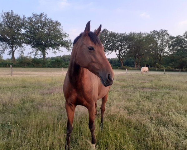 dressage horse Rocco's Ronja (Hanoverian, 2017, from Rocco Granata)