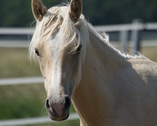 dressage horse Diamond Delight (German Riding Pony, 2021, from Diamond Touch NRW)