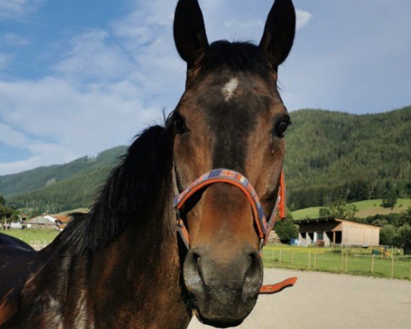 jumper Alfonz 4 (Hungarian Warmblood, 2004, from Ginus)