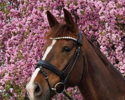 broodmare Sissy 509 (Hanoverian, 2015, from Spörcken)