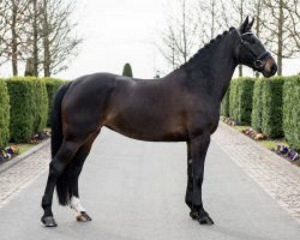 broodmare Front Row (Hanoverian, 2008, from For Compliment)