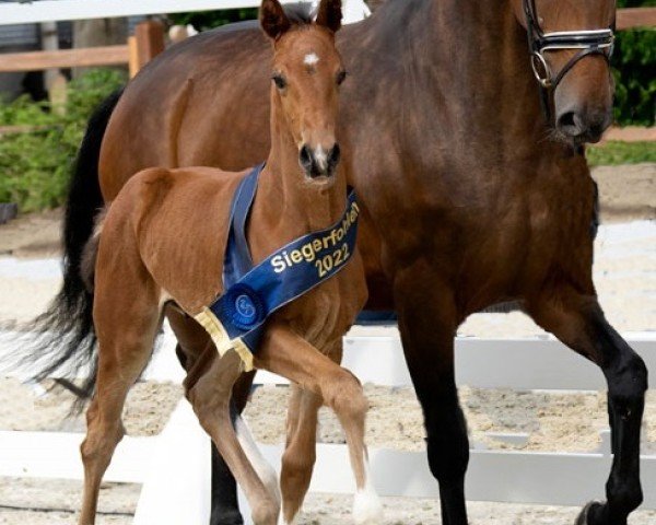 dressage horse Vamonos (Hanoverian, 2022, from Valdiviani)