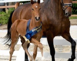 dressage horse Vamonos (Hanoverian, 2022, from Valdiviani)