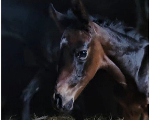 foal by Eliana (Hanoverian, 2024, from Escaneno)