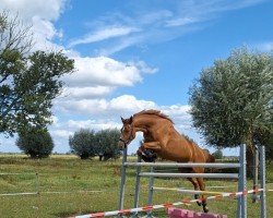 Springpferd Askapino ' s Amira (Deutsches Sportpferd, 2012, von Askapino)