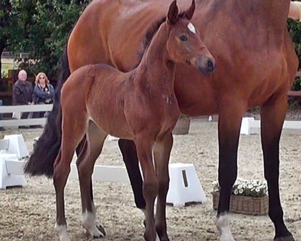 dressage horse Tiamandine (Hanoverian, 2022, from Toto Gold)