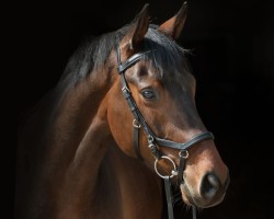 dressage horse First Love 40 (Mecklenburg, 2017, from Future Dream)