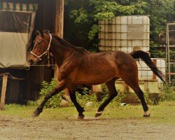 Pferd Cheetah (Deutscher Traber, 2004, von Anniblo)