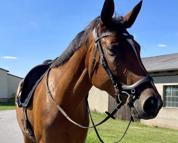 dressage horse Adelheid Tedesca Motion (Trakehner, 2019, from High Motion 2)