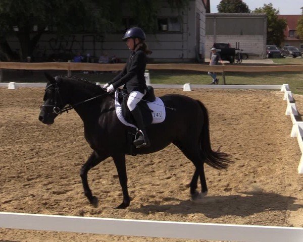 Reitturnier Pinnow 2024