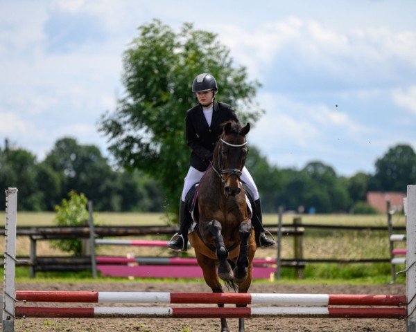 jumper Salino 43 (Hanoverian, 2001, from Slibovitz)