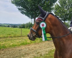 dressage horse Il dolce Piccolina (Rhinelander, 2016, from Kiefferhof's Imperius)