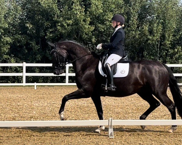 dressage horse Goodfella (Oldenburg, 2018, from Grey Flanell)