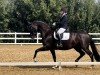 dressage horse Goodfella (Oldenburg, 2018, from Grey Flanell)