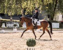 dressage horse Wasabi RC (German Warmblood, 2010, from Contrieu)