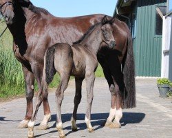 foal by For Prince v.d. Willenburg (Westphalian, 2024, from Fiji)