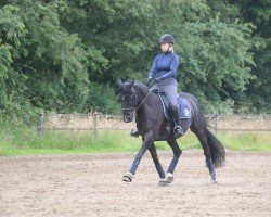 dressage horse Cara Mia 174 (Trakehner, 2011, from Houston)