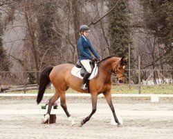 broodmare Gk Ivy (Holsteiner, 2016, from Brantzau)