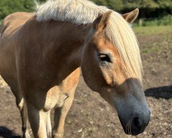 Pferd Stenso (Haflinger, 2016, von Starkwind)