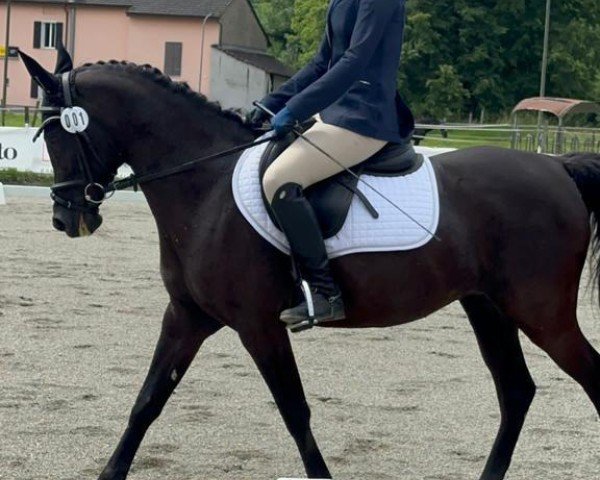 horse Leyla El Asill (Arabian, 2007, from Coaltown ox)