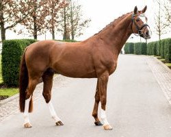 dressage horse Sean Connery (Hanoverian, 2011, from Sir Donnerhall I)