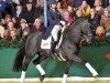 stallion Swarovski (Oldenburg, 2004, from Sandro Hit)