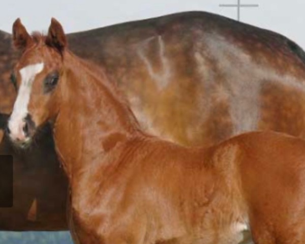 dressage horse Bondadoso (Westphalian, 2022, from Bonds)