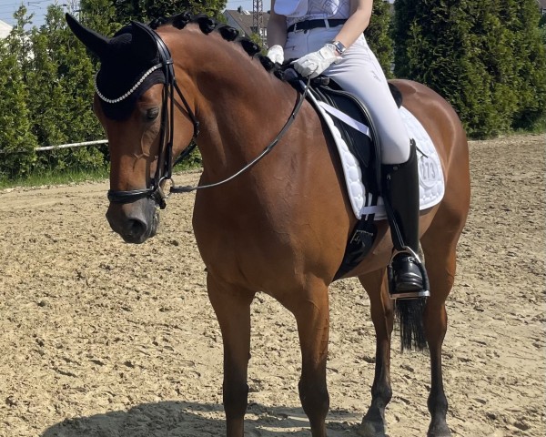 dressage horse D-Pearl HW (German Riding Pony, 2018, from D-Power AT)