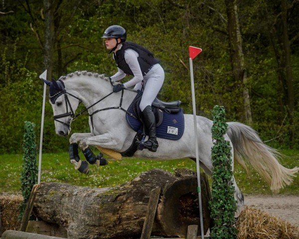 jumper Metallica Sgn (German Riding Pony, 2017, from Mason 4)