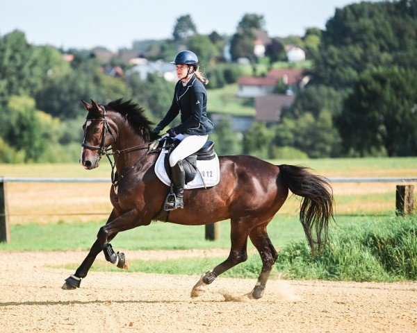 Springpferd Caruso (Oldenburger, 2013, von Colin)