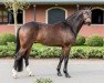 dressage horse Quizmaster FRH (Hanoverian, 2012, from Quasar de Charry)