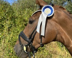 dressage horse Delia Spring (Hanoverian, 2019, from Harmony's de Beau)