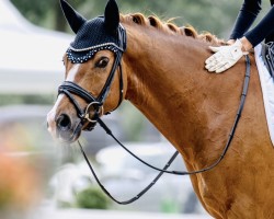 Dressurpferd Captain my Captain 2 (Deutsches Reitpony, 2016, von Cosmopolitan NRW)