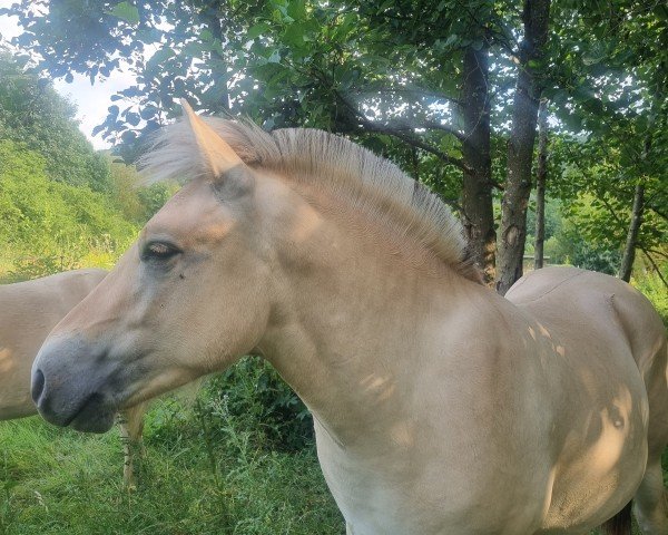 Pferd Bär Fjellhorn (Fjordpferd, 2023, von Bolseten N.2825)