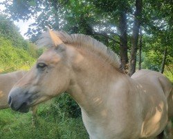 horse Bär Fjellhorn (Fjord Horse, 2023, from Bolseten N.2825)